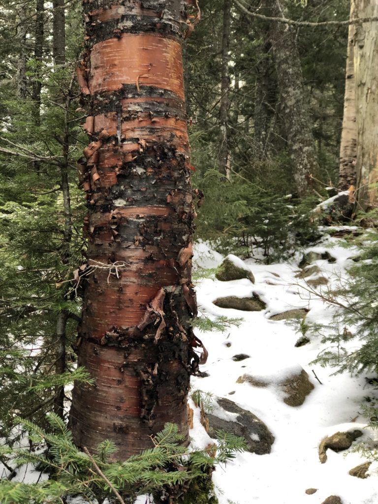 Garnet colored birch seen while hiking Mt Abraham in the Western Maine Mountains