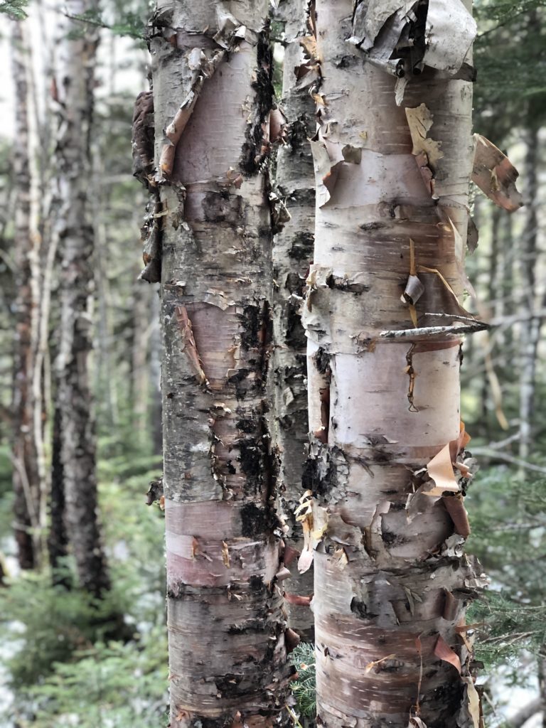 Peeling birch bark, seen while hiking Mt Abraham in the Western Maine Mountains