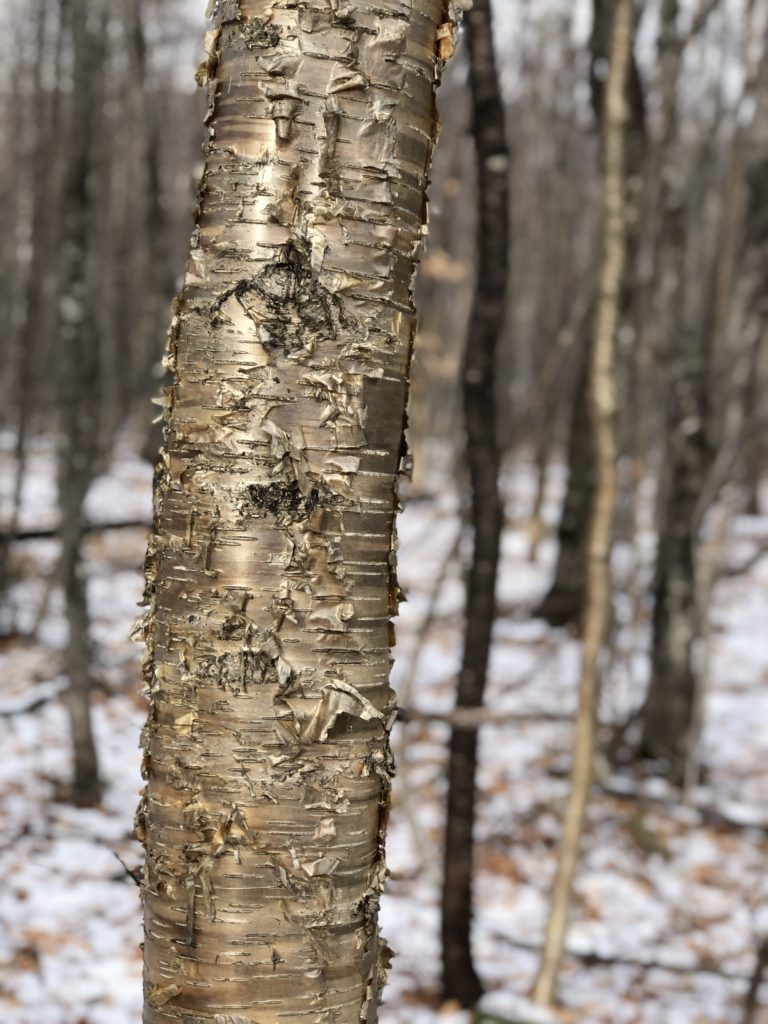 Silvery birch, seen while hiking Mt Abraham in the Western Maine Mountains