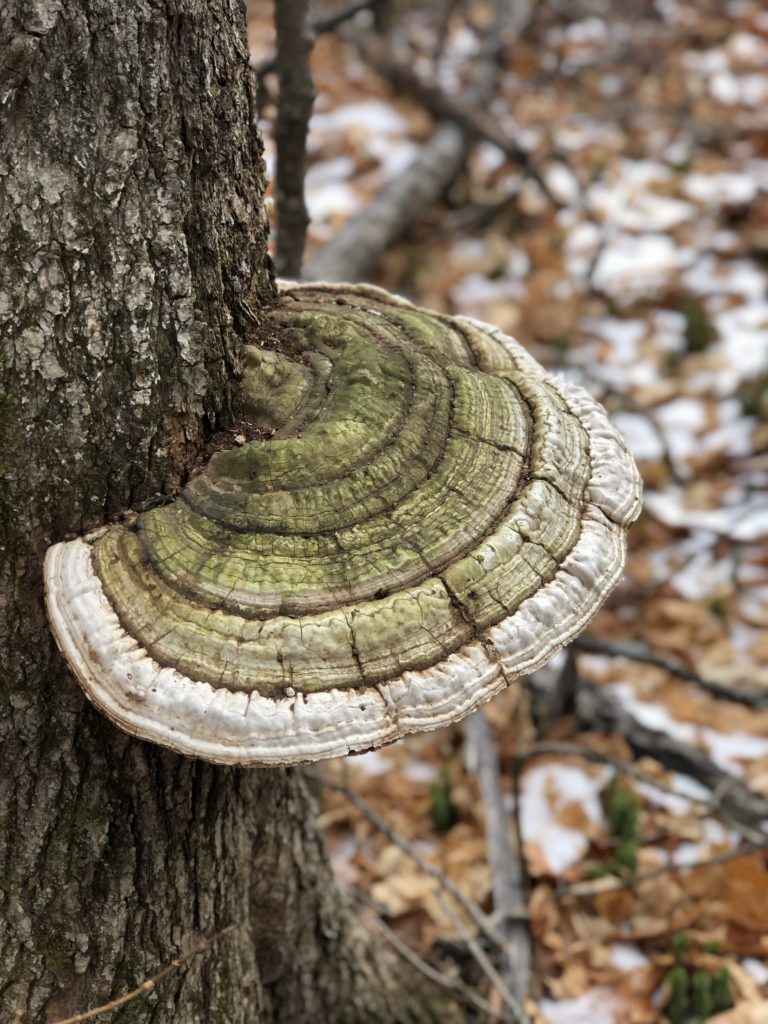 Large fungi, seen while hiking Mt Abraham in the Western Maine Mountains