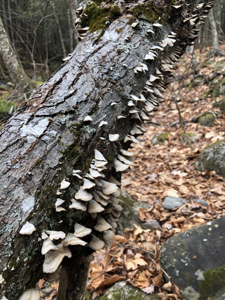 Fungi on a tree, seen while hiking Mt Abraham in the Western Maine Mountains