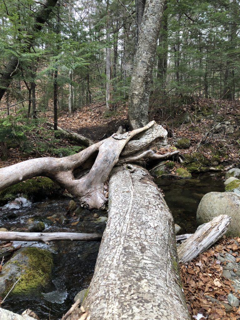 Tree trunks over a stream, seen while hiking Mt Abraham in the Western Maine Mountains