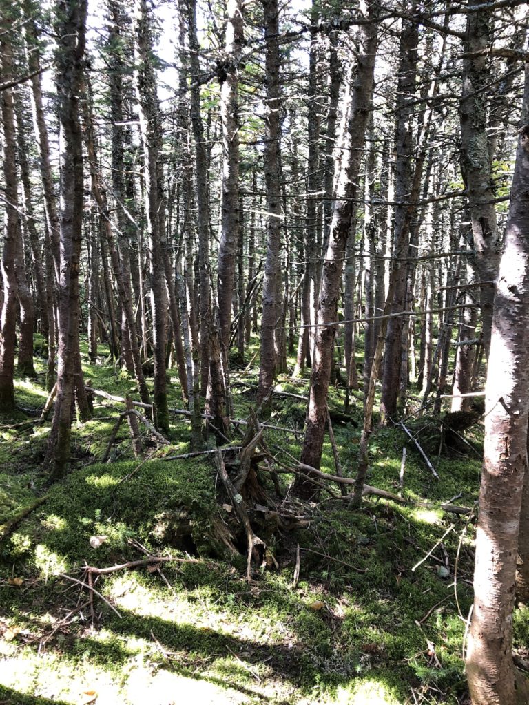 A sunny forest seen while hiking Mt Adams in the White Mountains, New Hampshire