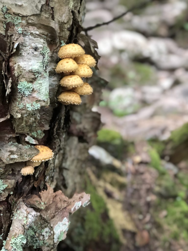 Fungi on a tree seen while hiking Mt Adams in the White Mountains, New Hampshire