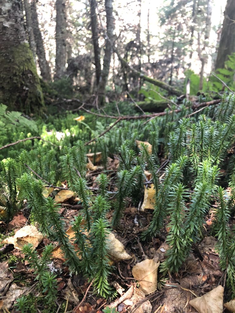 Little ferns seen while hiking Mt Jefferson in the White Mountains, New Hampshire