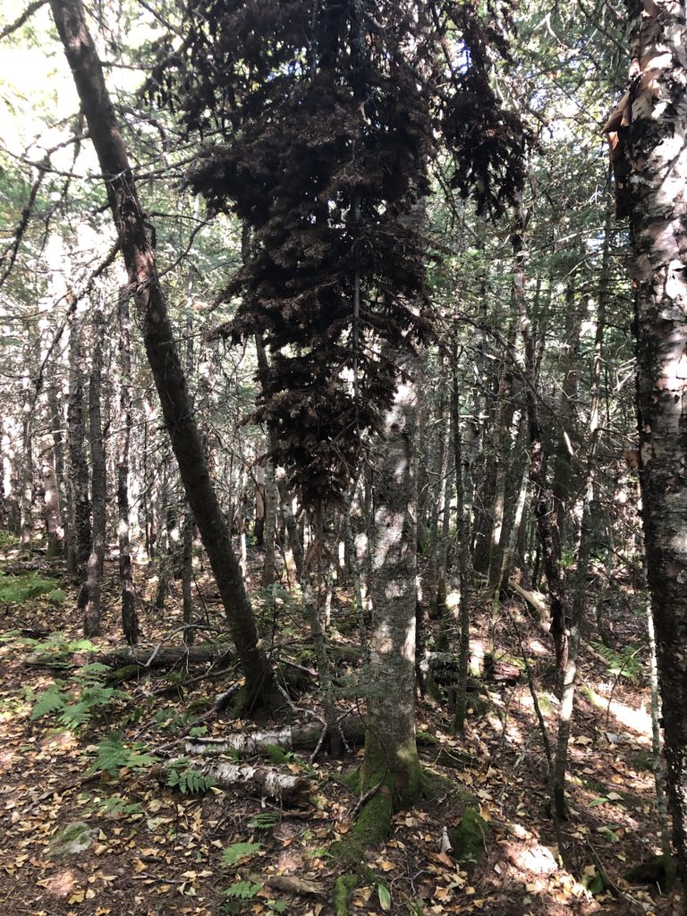 A fallen tree seen while hiking Mt Jefferson in the White Mountains, New Hampshire
