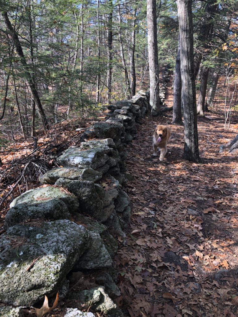 An old stone wall seen while hiking Bradbury Mountain in Bradbury Mountain State Park, Freeport, Maine