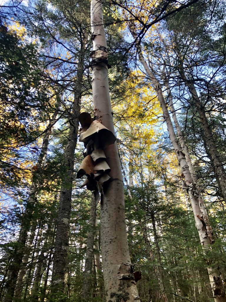 A ruff of birch bark on a birch tree seen while hiking the Carter range in the White Mountains, New Hampshire