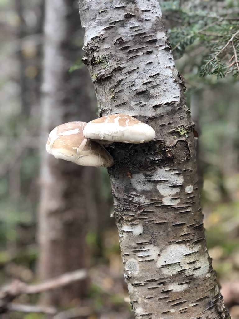 Tree fungi seen while hiking the Carter range in the White Mountains, New Hampshire