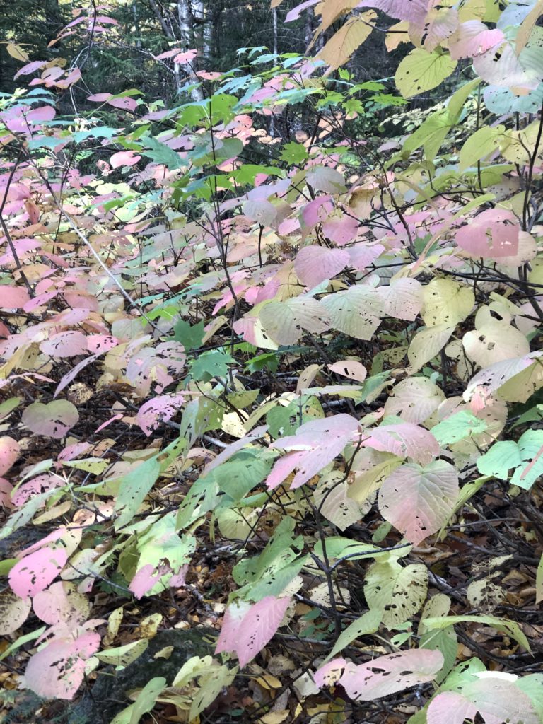Pastel colored foliage seen while hiking the Carter range in the White Mountains, New Hampshire
