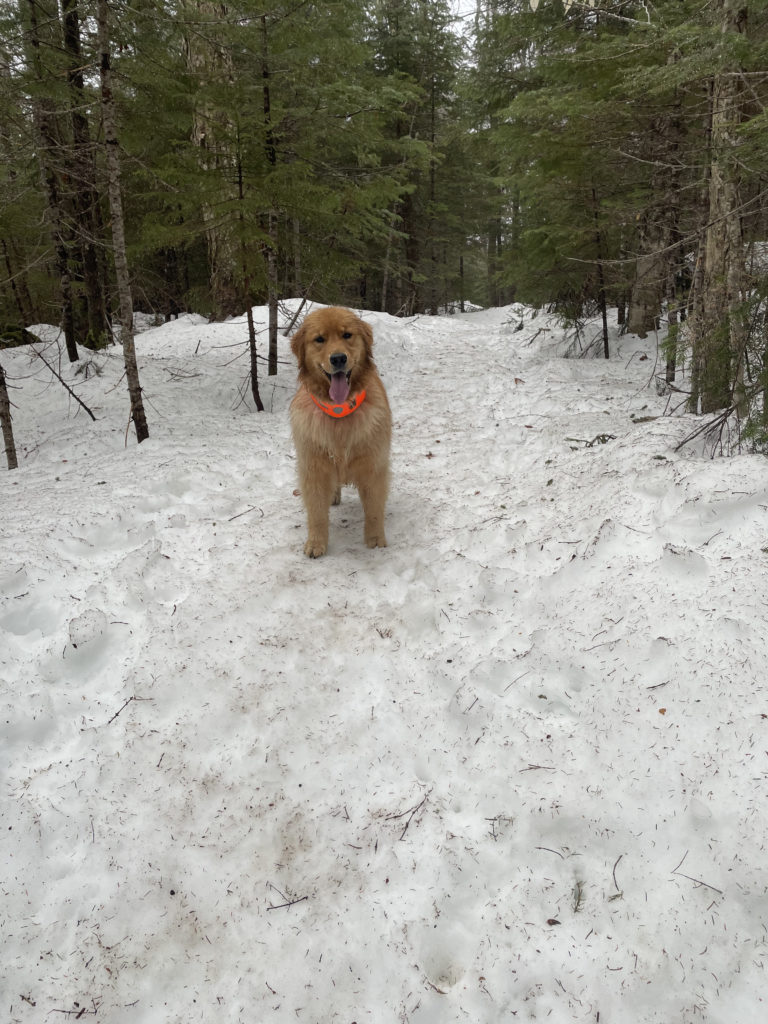A dog on the trail, seen while hiking East Osceola in the White Mountains, New Hampshire