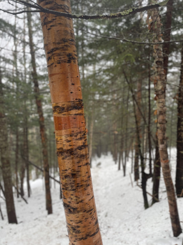 Bronze birch, seen while hiking East Osceola in the White Mountains, New Hampshire