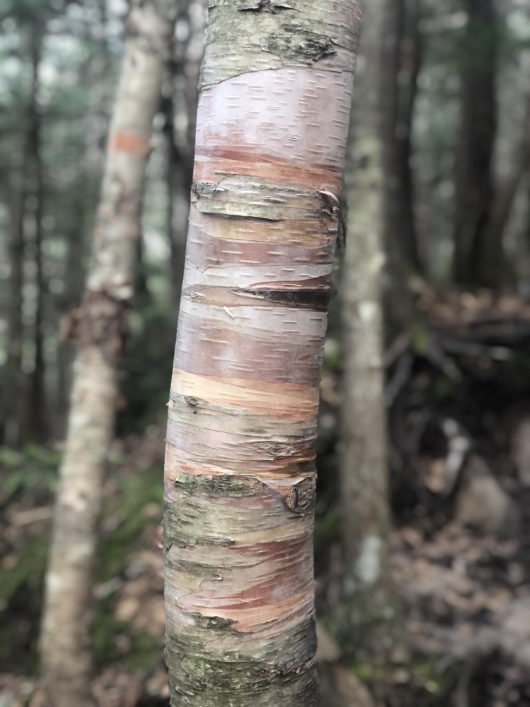 A colorful birch tree seen while hiking Mt Monroe and Mt Washington in the White Mountains, New Hampshire