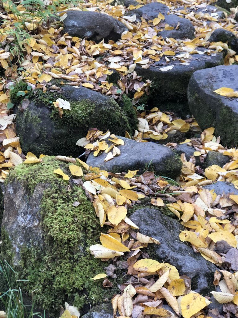 Fallen leaves, rocks, and moss seen while hiking Mt Eisenhower in the White Mountains, New Hampshire