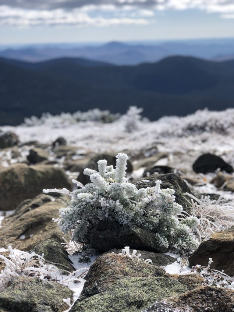 Frosty scrub seen while hiking Mt Eisenhower in the White Mountains, New Hampshire