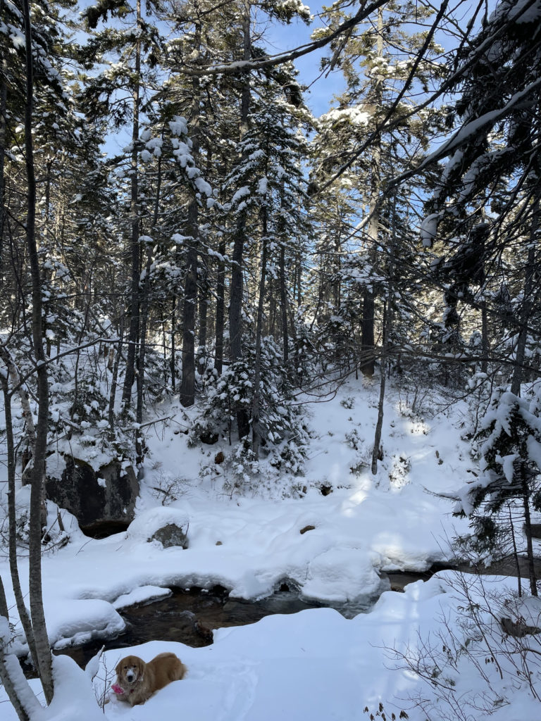 A dog next to a snowy brook, seen while hiking Mt. Hancock in the White Mountains, New Hampshire