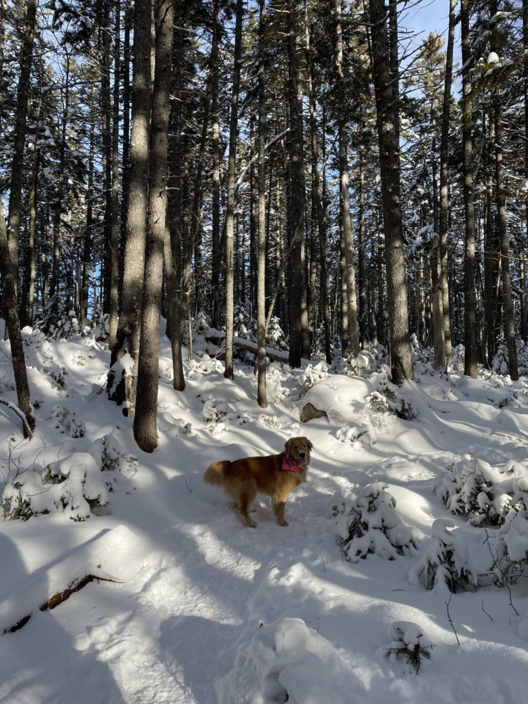 A dog on the trail, seen while hiking Mt. Hancock in the White Mountains, New Hampshire