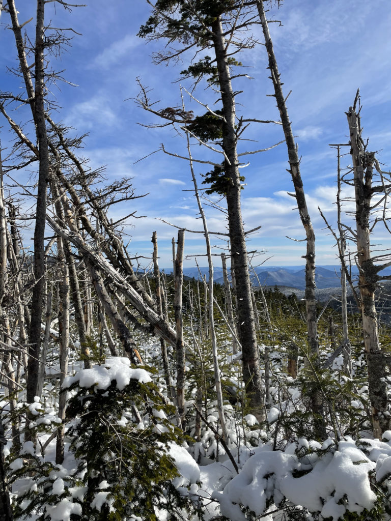 Blowdown, seen while hiking Mt. Hancock in the White Mountains, New Hampshire