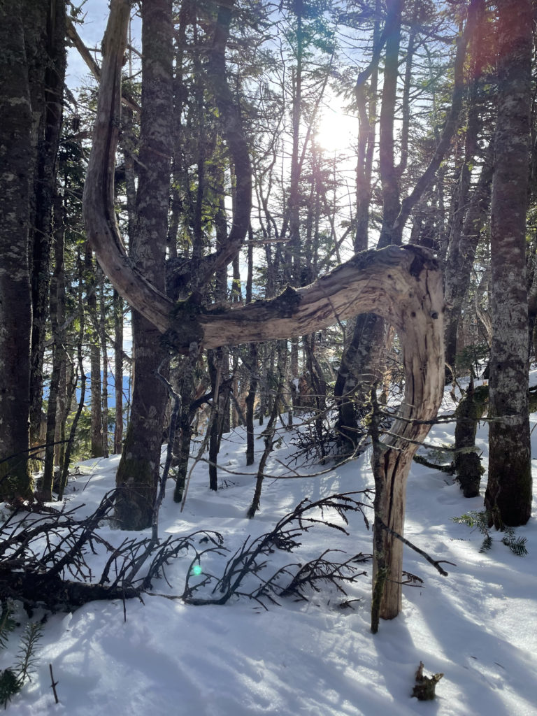 A curved tree, seen while hiking Mt. Hancock in the White Mountains, New Hampshire