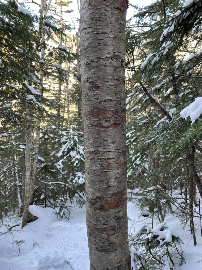 A silvery birch, seen while hiking Mt. Hancock in the White Mountains, New Hampshire