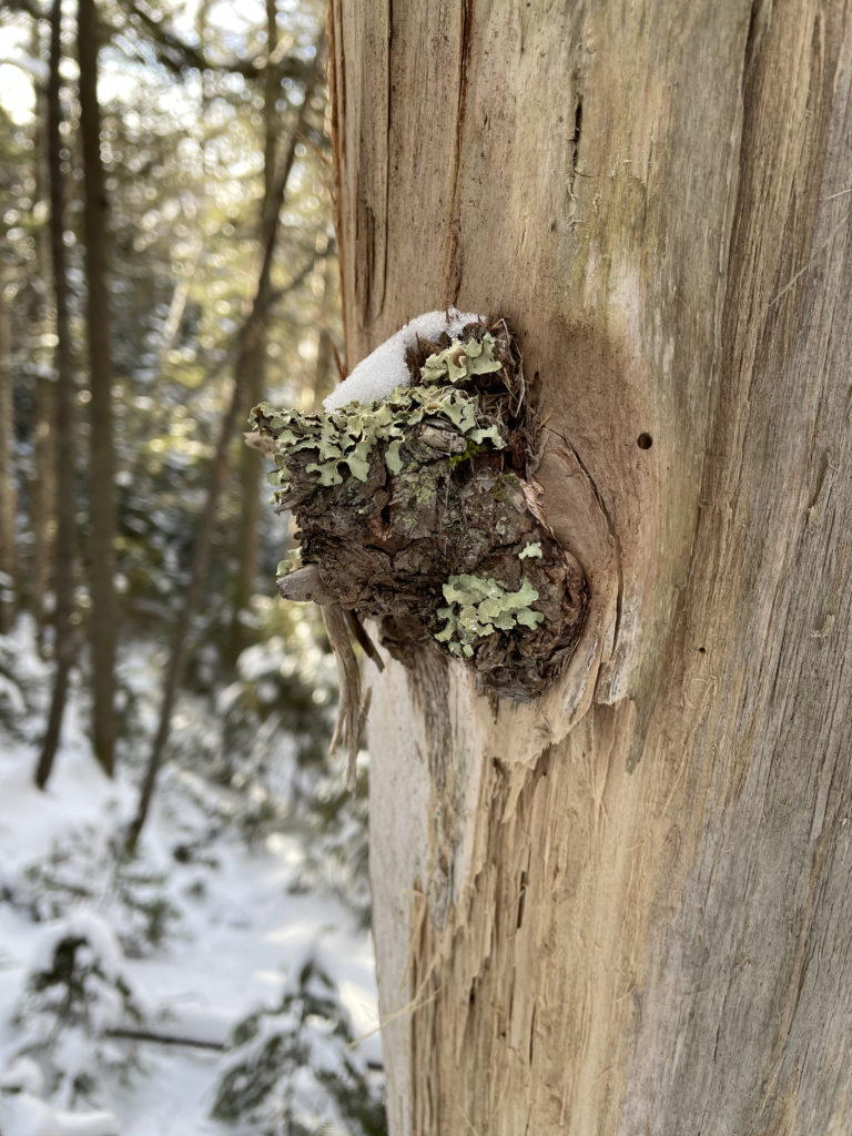 Lichen on a tree, seen while hiking Mt. Hancock in the White Mountains, New Hampshire