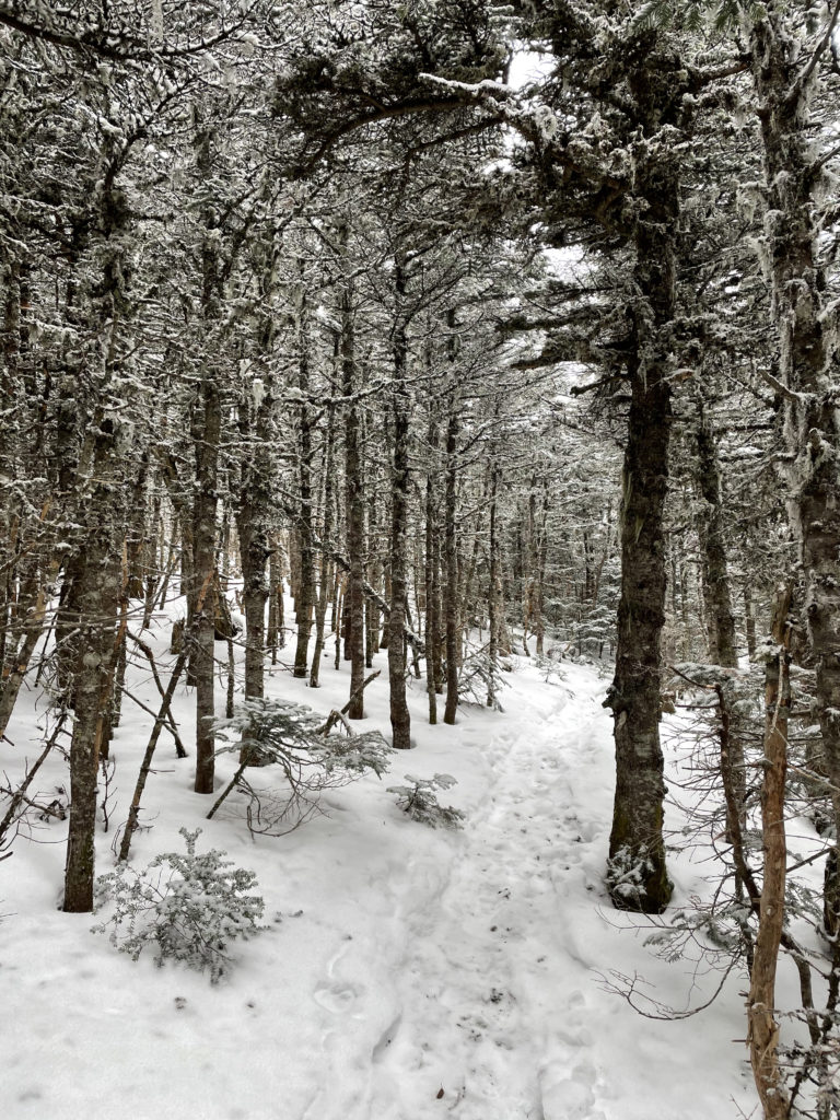 A snowy path, seen while hiking Mt. Isolation in the White Mountains, New Hampshire