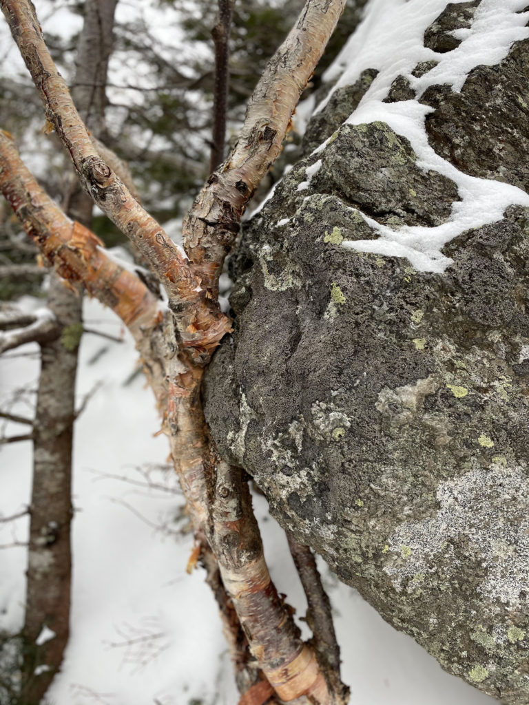 A tree growing against a rock, seen while hiking Mt. Isolation in the White Mountains, New Hampshire