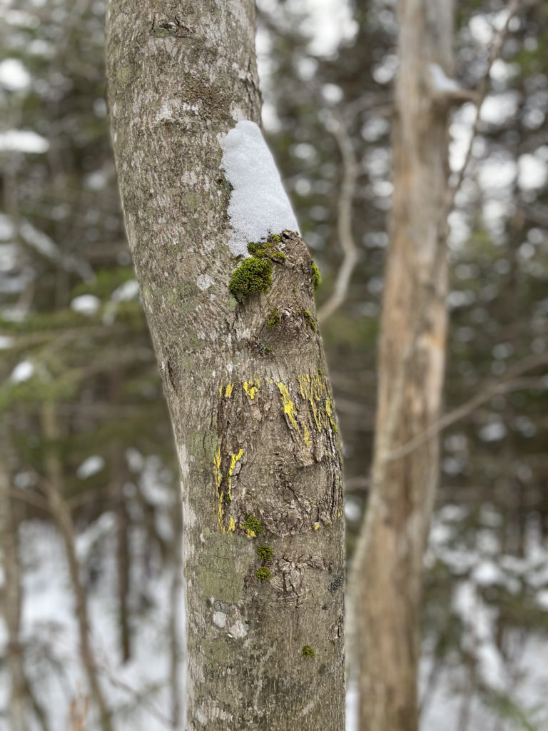 A trail marked tree, seen while hiking Mt. Isolation in the White Mountains, New Hampshire