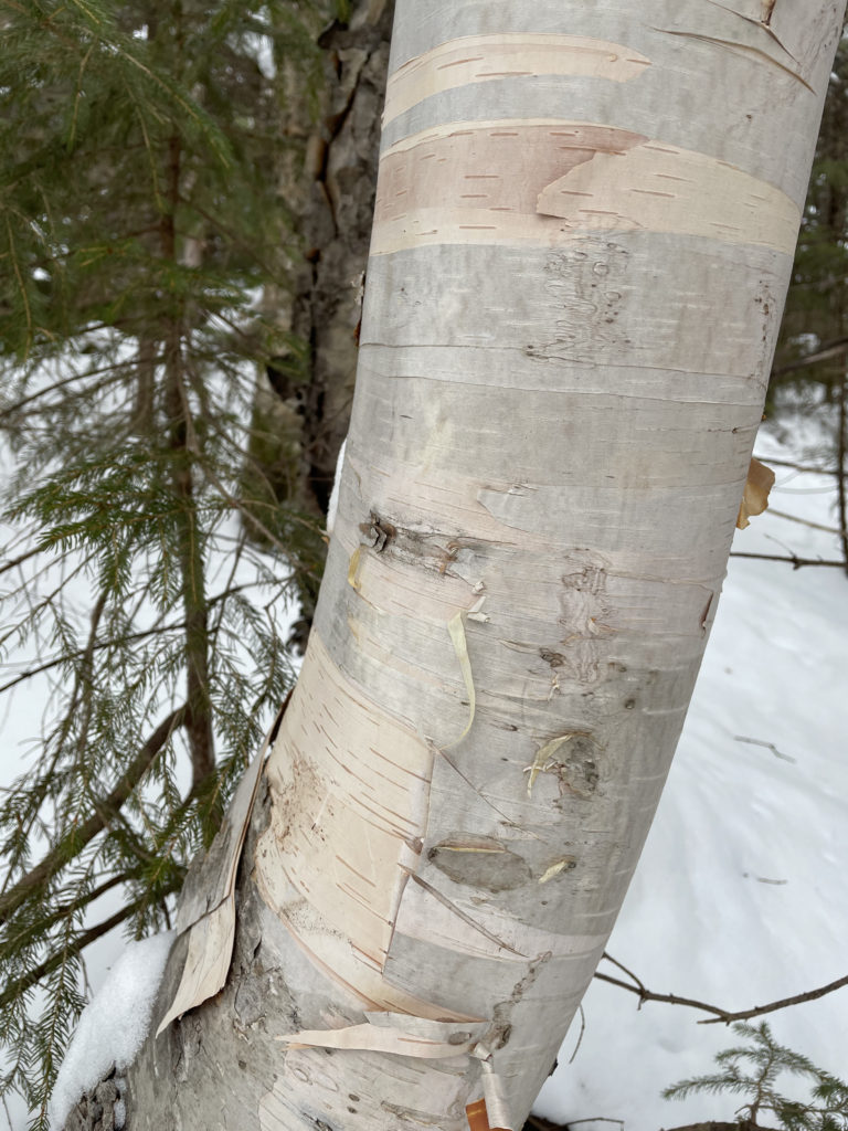 A silvery birch, seen while hiking Mt. Isolation in the White Mountains, New Hampshire