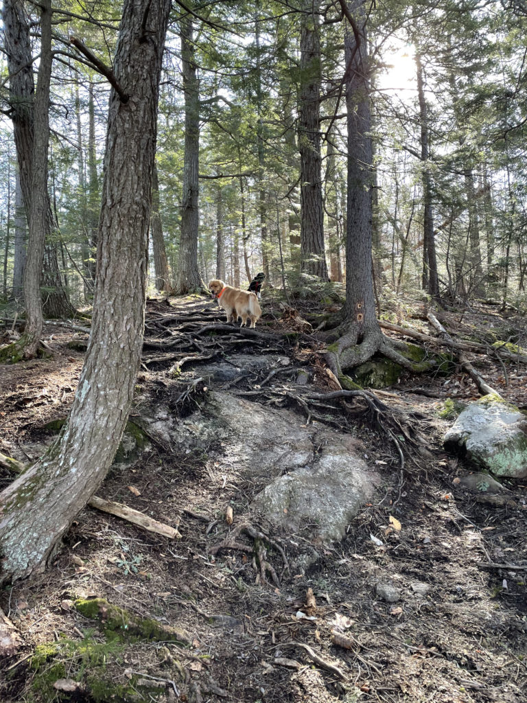 Two dogs on the trail, seen while hiking Mt. Moriah in the White Mountains, NH