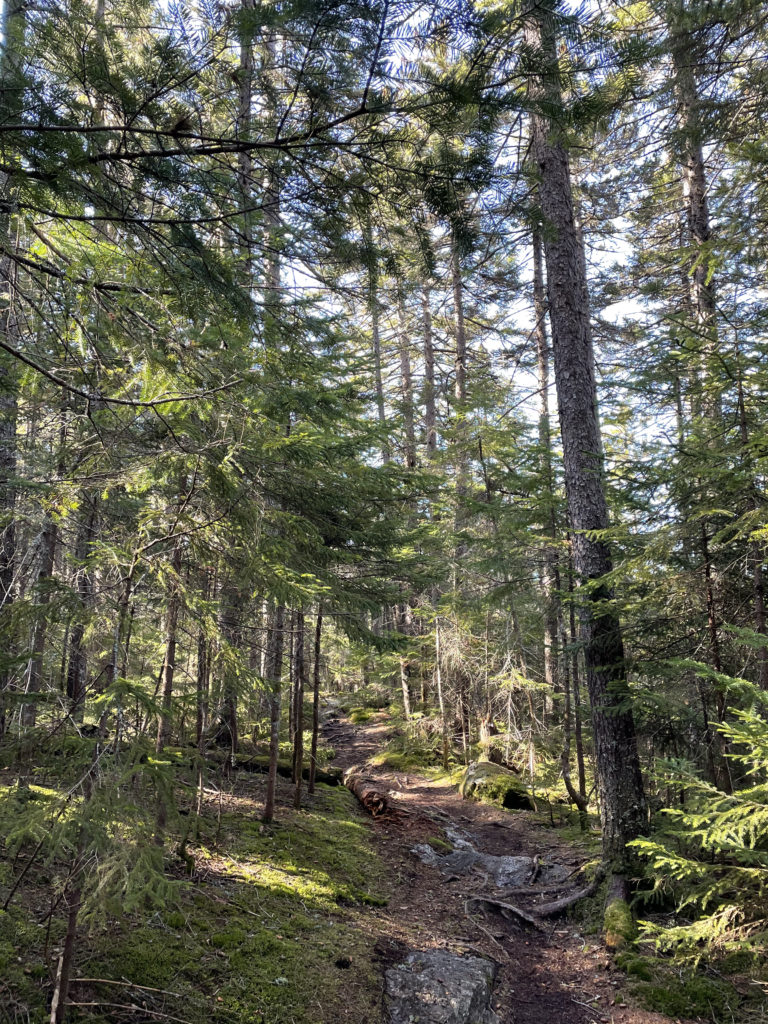 A sunny woods trail, seen while hiking Mt. Moriah in the White Mountains, NH