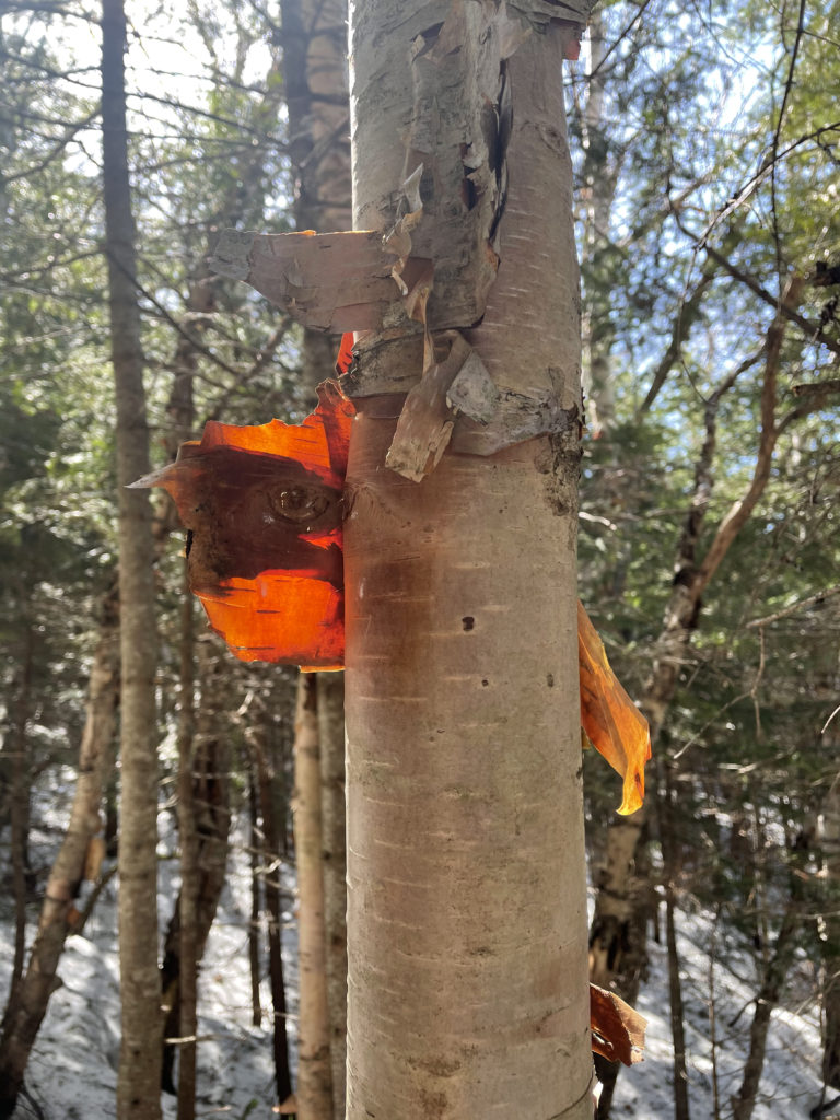 Sun through a birch, seen while hiking Mt. Moriah in the White Mountains, NH