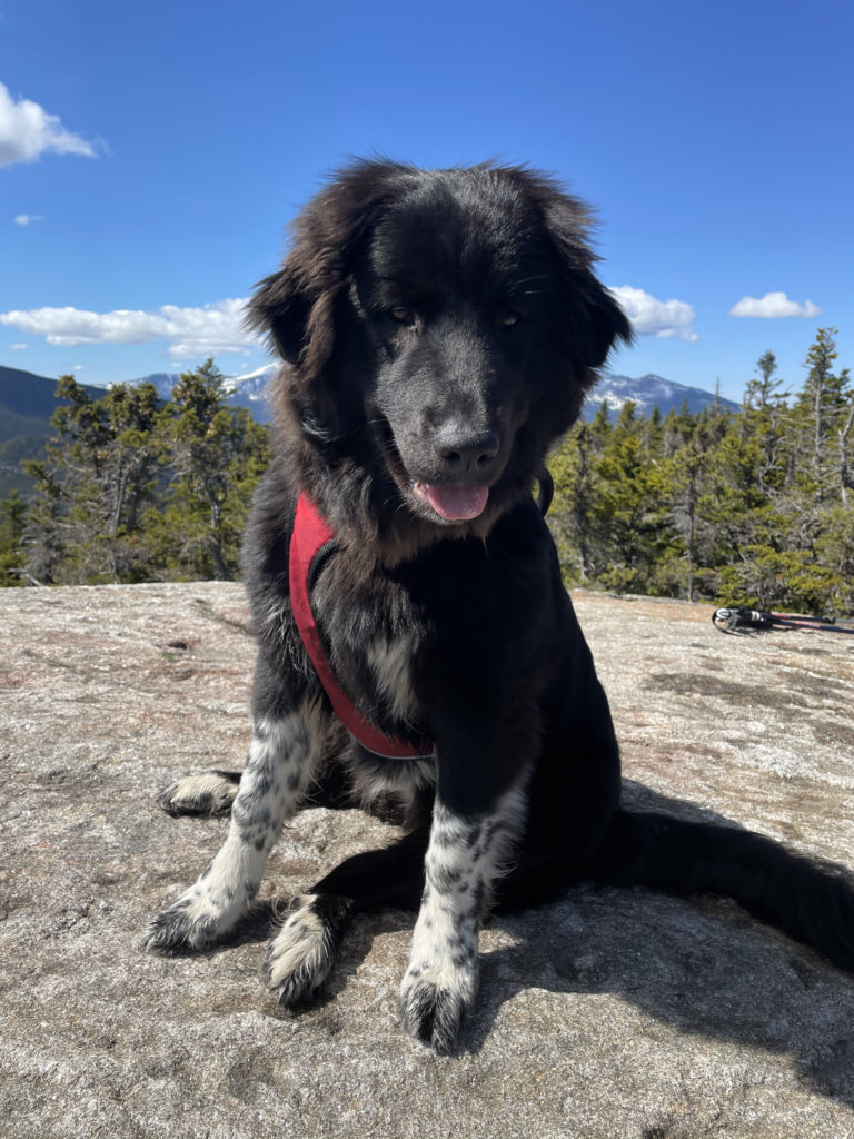 A dog on the summit, seen while hiking Mt. Moriah in the White Mountains, NH
