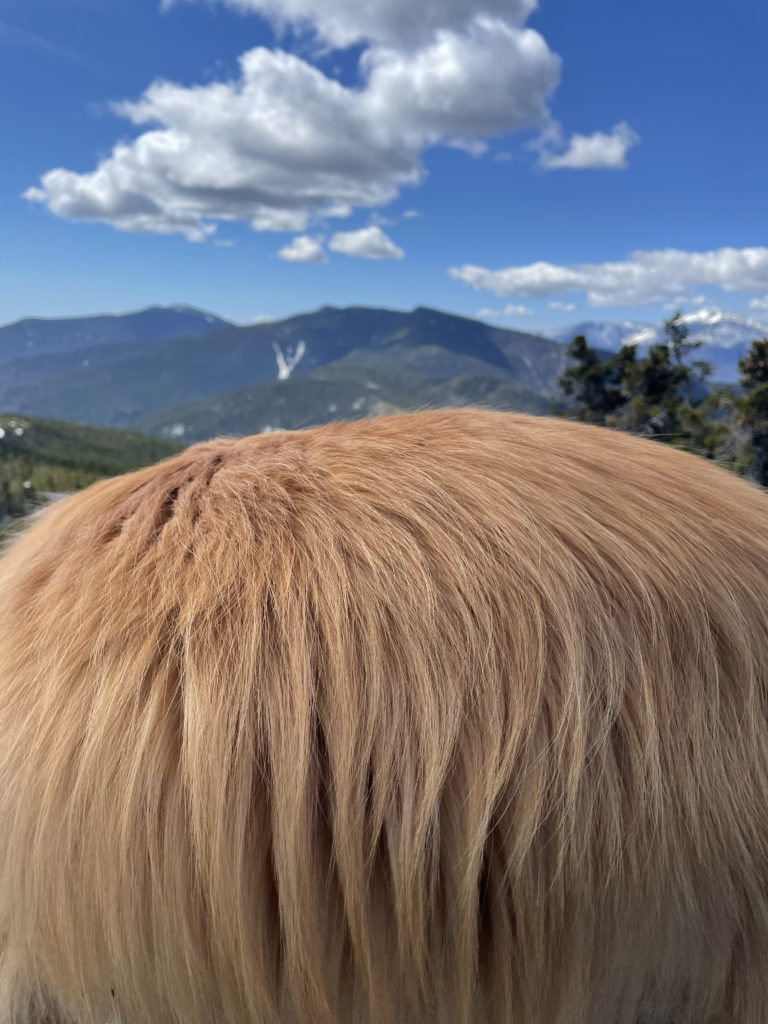 Fur and a view, seen while hiking Mt. Moriah in the White Mountains, NH