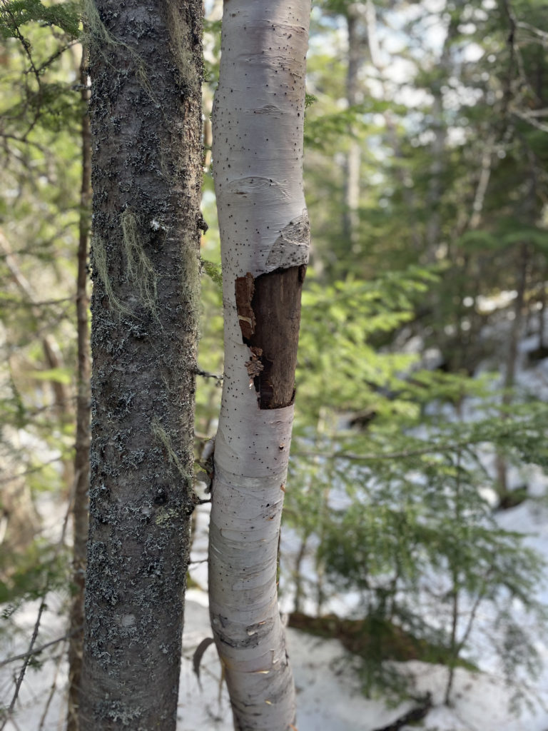 Trees seen while hiking Mt. Moriah in the White Mountains, NH