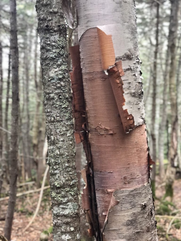 Peeling birch bark seen while hiking Mt Passaconoway in the White Mountains, New Hampshire