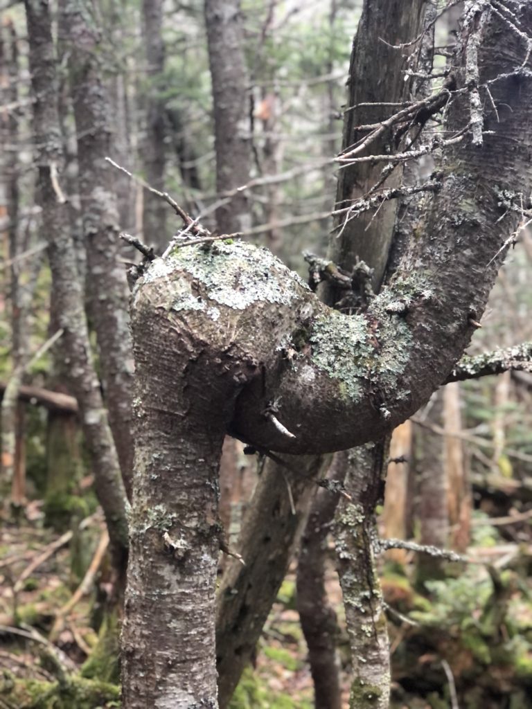 A tree that looks like an elephant seen while hiking Mt Passaconoway in the White Mountains, New Hampshire