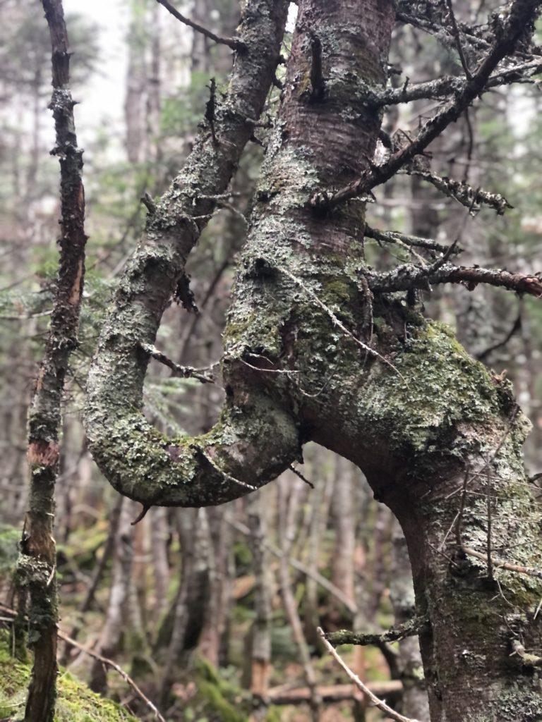 A tree that looks like an elephant seen while hiking Mt Passaconoway in the White Mountains, New Hampshire