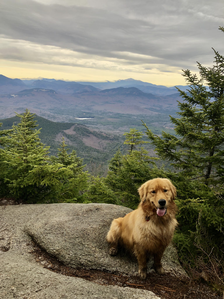 A dog at the summit of Mt Passaconoway in the White Mountains, New Hampshire