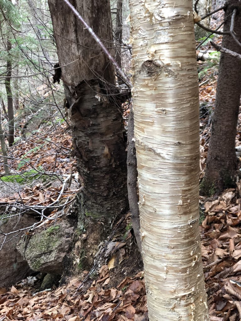 A birch tree seen while hiking Mt Passaconoway in the White Mountains, New Hampshire