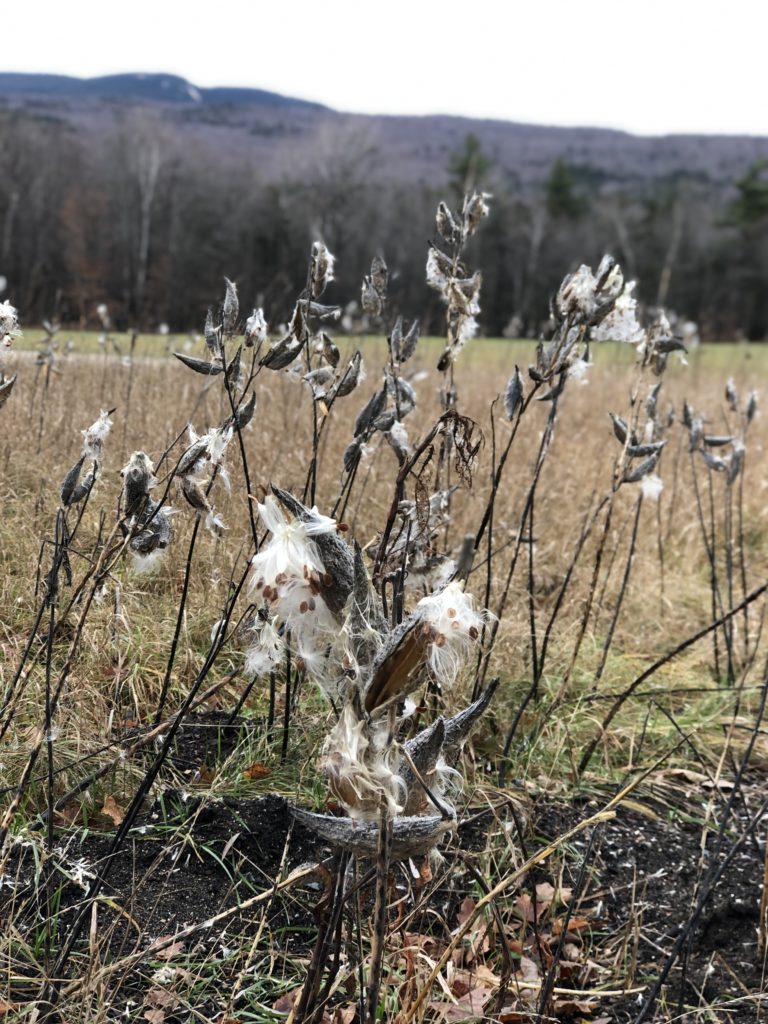 Dried plants in a field in Ferncroft, New Hampshire