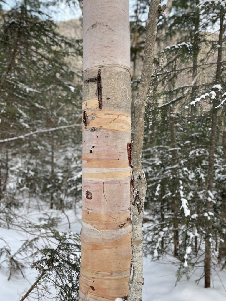 A rose-colored birch, seen while hiking Mt. Tom, Mt. Willey, and Mt. Field in the White Mountains, New Hampshire