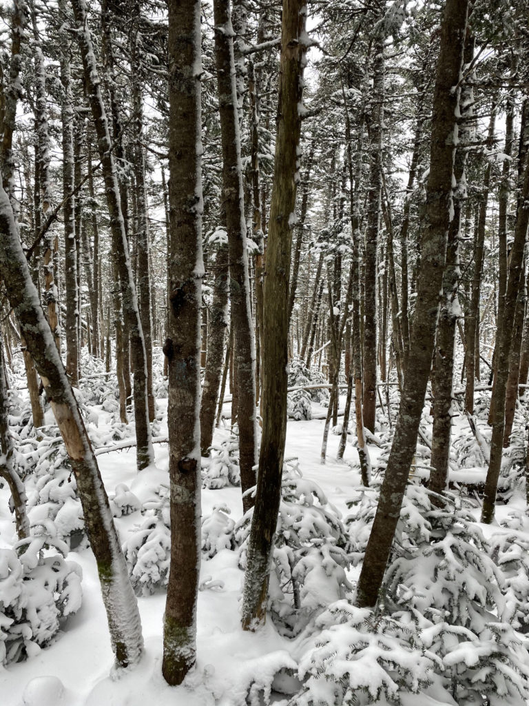 Trees and snow, seen while hiking Mt. Tom, Mt. Willey, and Mt. Field in the White Mountains, New Hampshire
