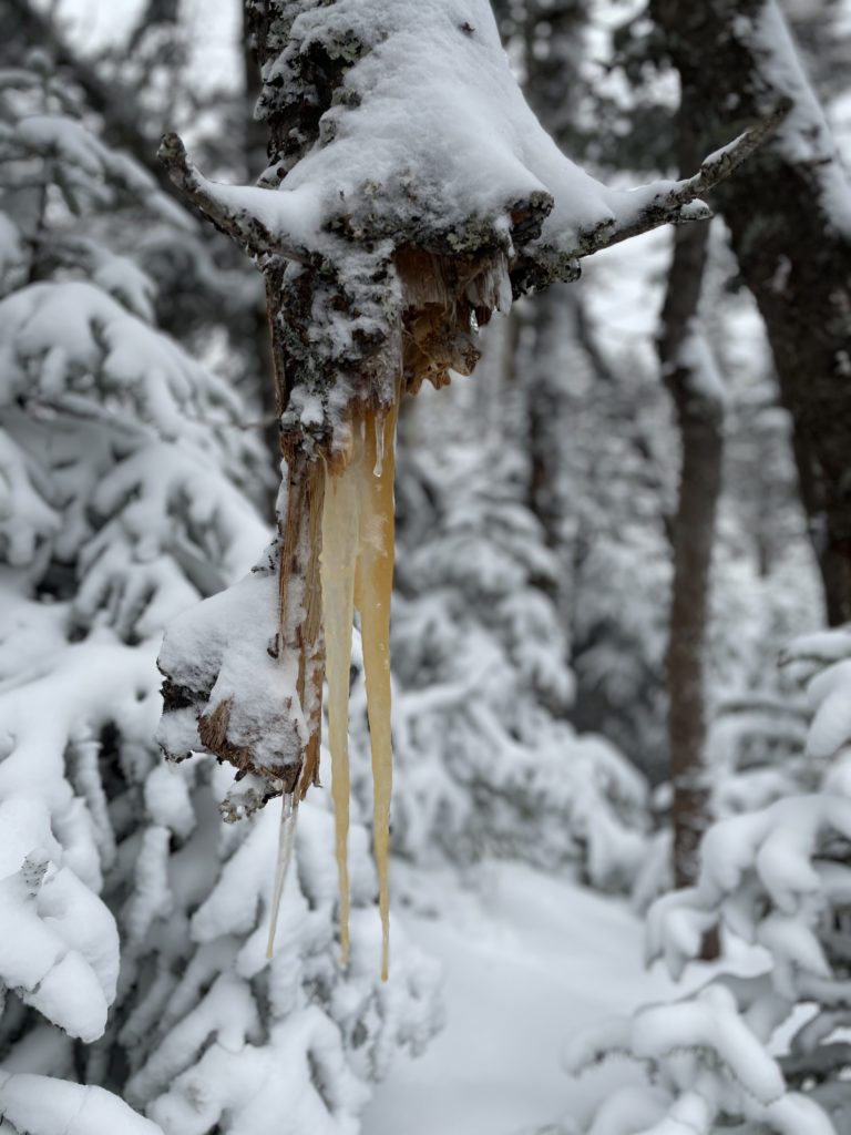 Icicles, seen while hiking Mt. Tom, Mt. Willey, and Mt. Field in the White Mountains, New Hampshire