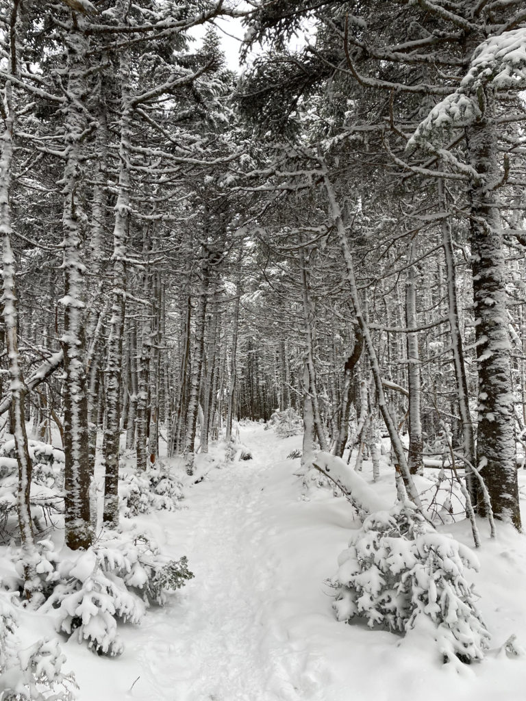 A snowy trail, seen while hiking Mt. Tom, Mt. Willey, and Mt. Field in the White Mountains, New Hampshire