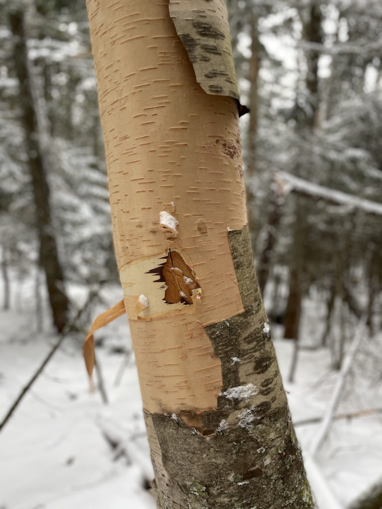 A birch tree seen while hiking Mt. Tom, Mt. Willey, and Mt. Field in the White Mountains, New Hampshire