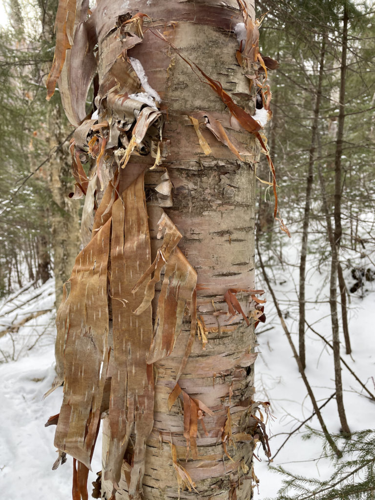 A peeling birch tree, seen while hiking Mt. Tom, Mt. Willey, and Mt. Field in the White Mountains, New Hampshire