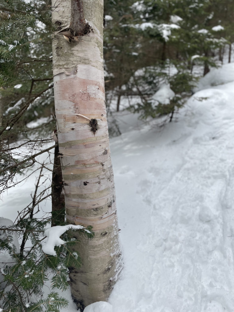 A striped birch, seen while hiking Mt. Whiteface in the White Mountains, New Hampshire