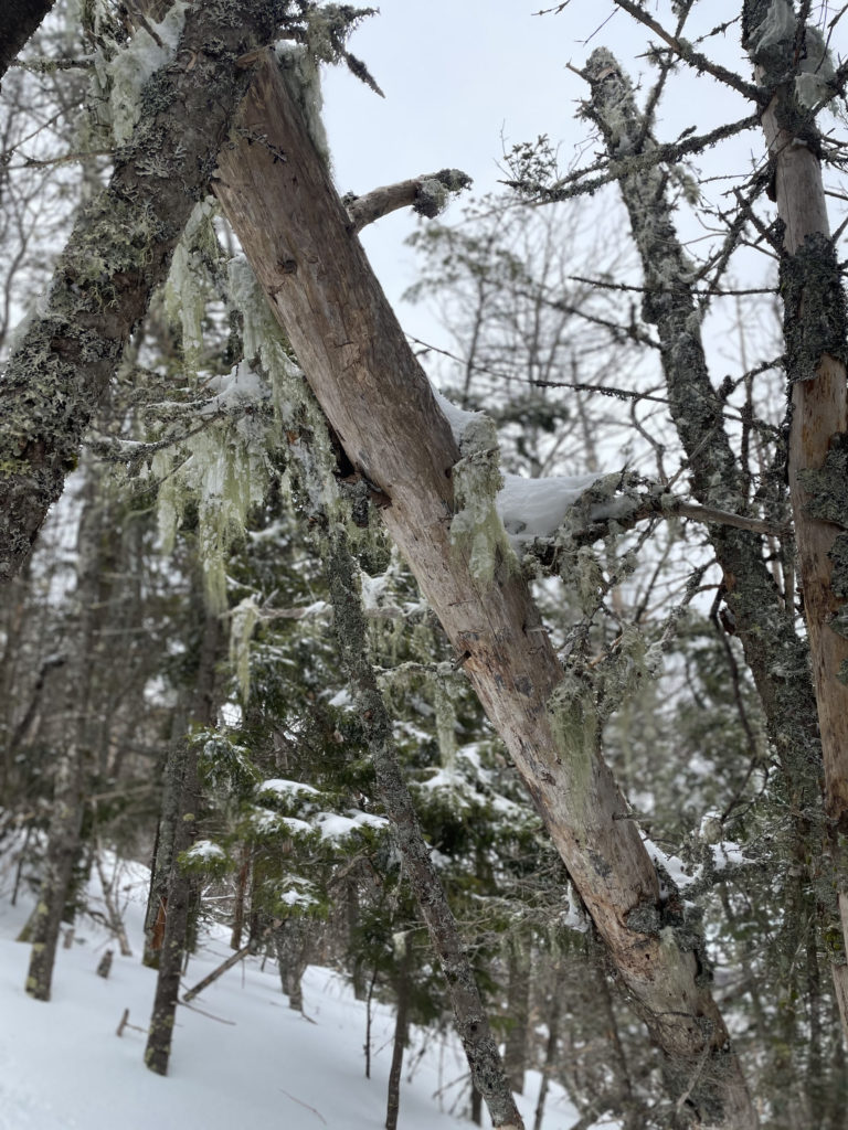 Snow and moss on a tree, seen while hiking Mt. Whiteface in the White Mountains, New Hampshire