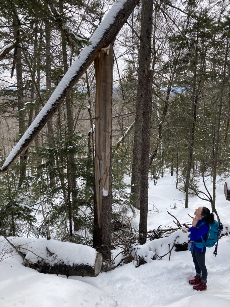 A person looking at a split tree, seen while hiking Mt. Whiteface in the White Mountains, New Hampshire